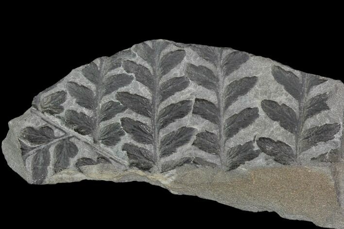Fossil Fern (Sphenopteris) Plate - Pottsville Formation, Alabama #111196